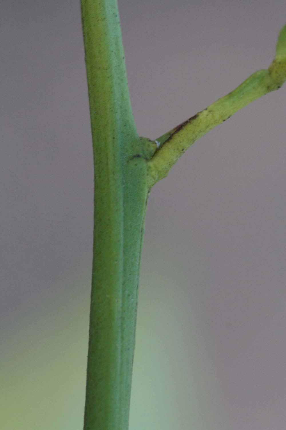              First year twig (Riverside, CA)       